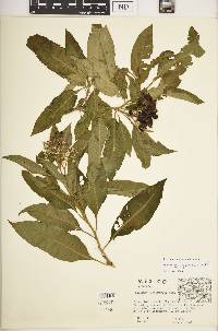 Solanum pubigerum image