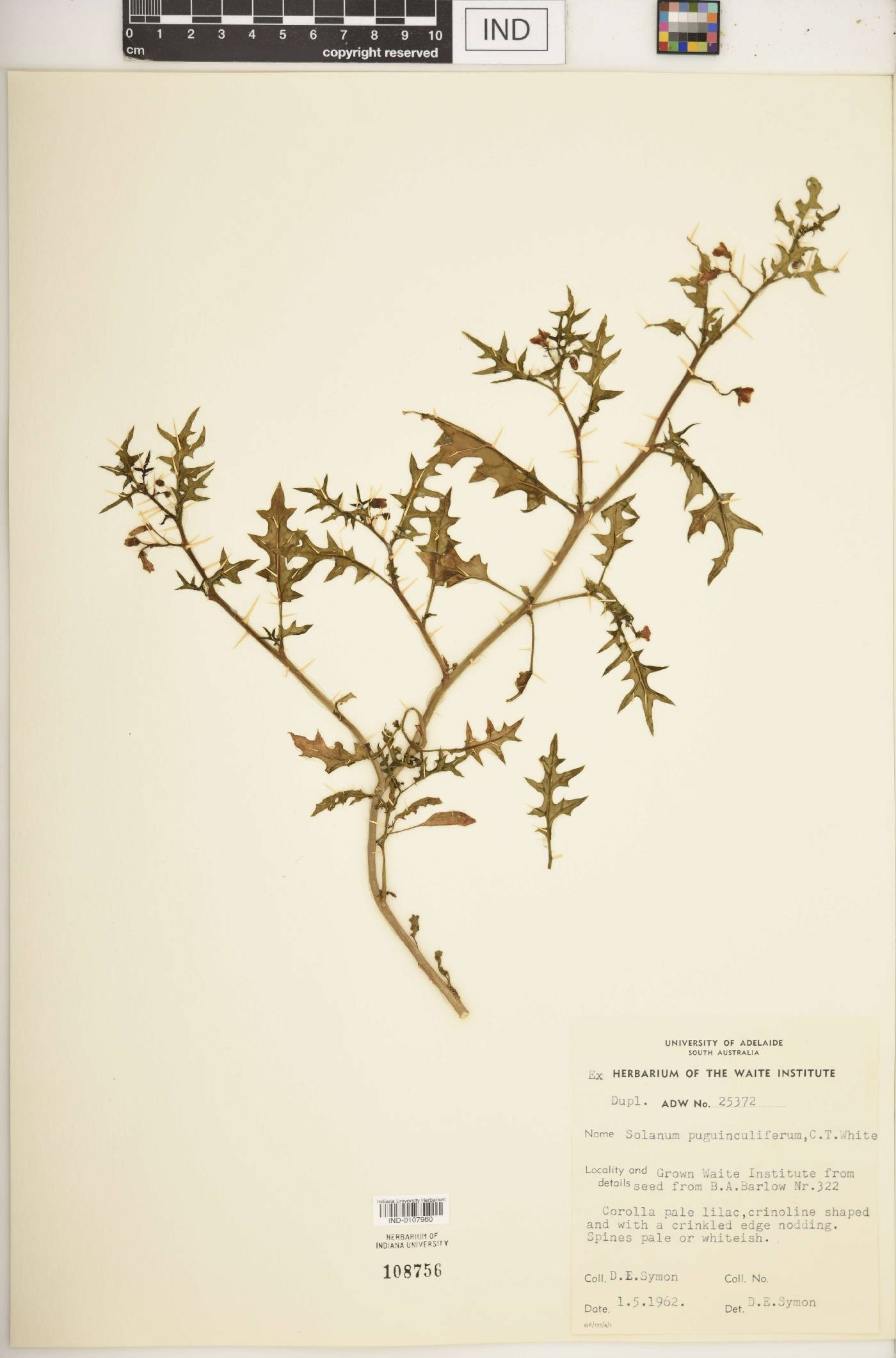 Solanum pugiunculiferum image