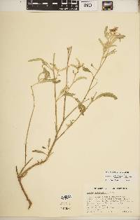 Solanum elaeagnifolium image