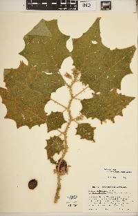 Solanum lasiocarpum image