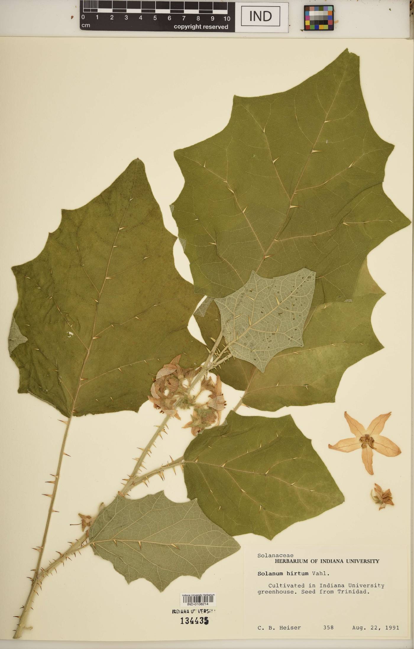 Solanum hirtum image
