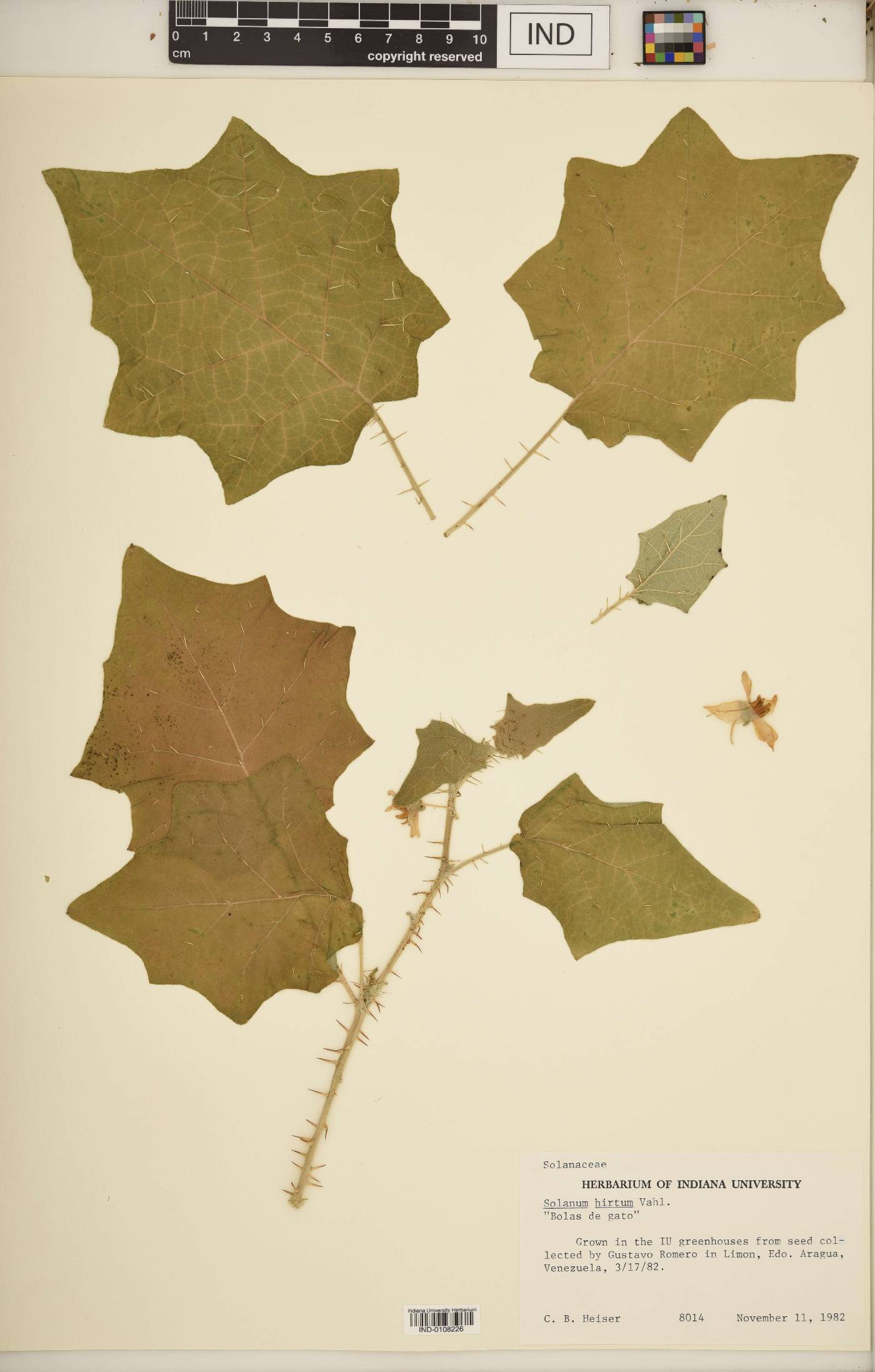 Solanum hirtum image