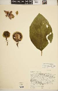 Solanum grandiflorum image