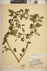 Solanum americanum image