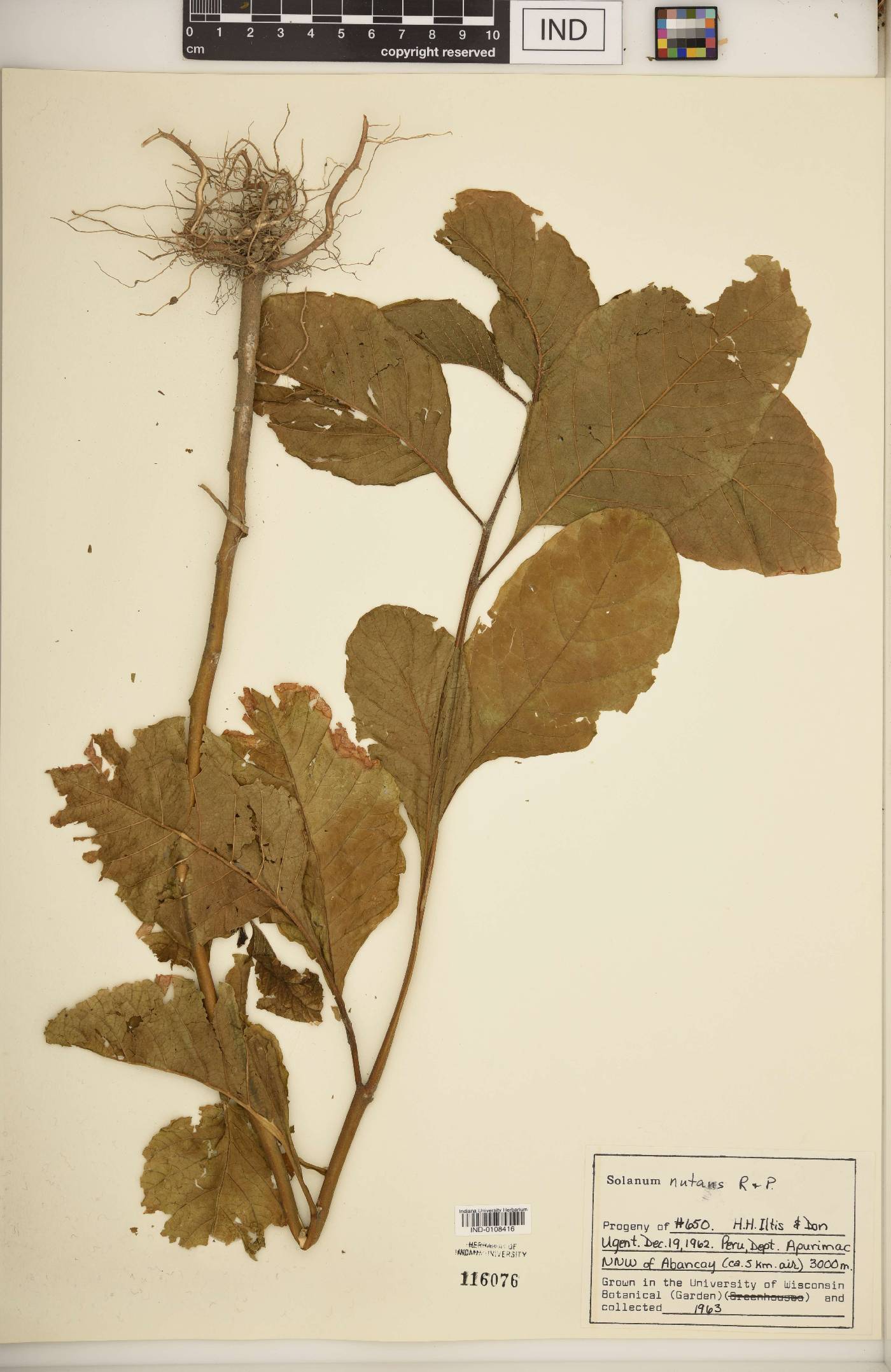Solanum nutans image