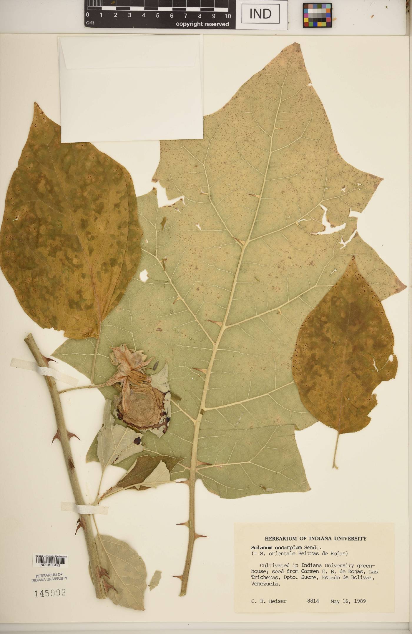Solanum oocarpum image