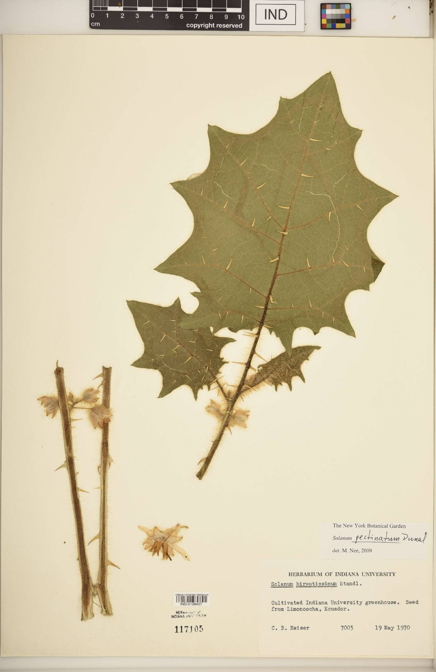 Solanum pectinatum image