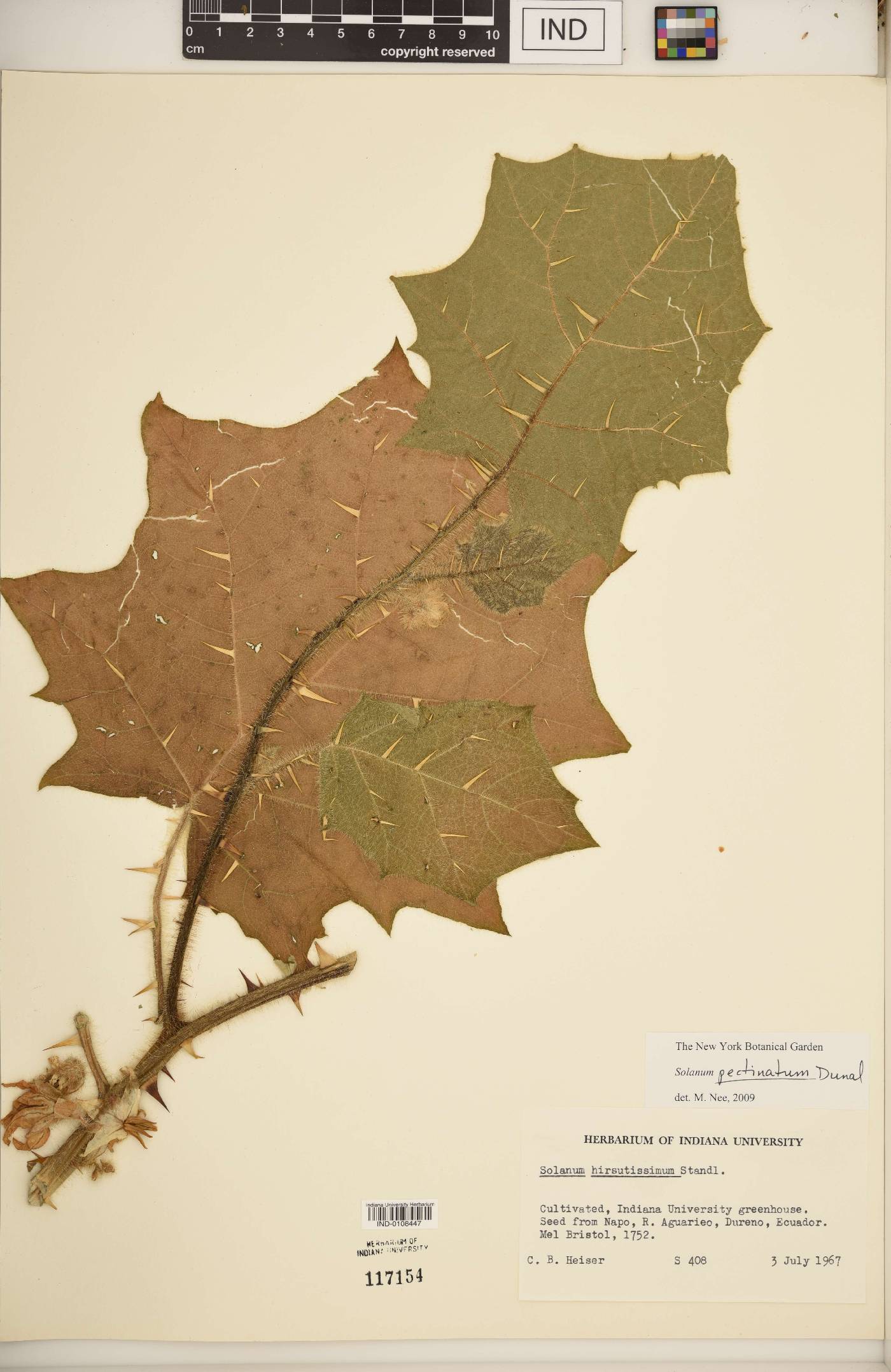 Solanum pectinatum image