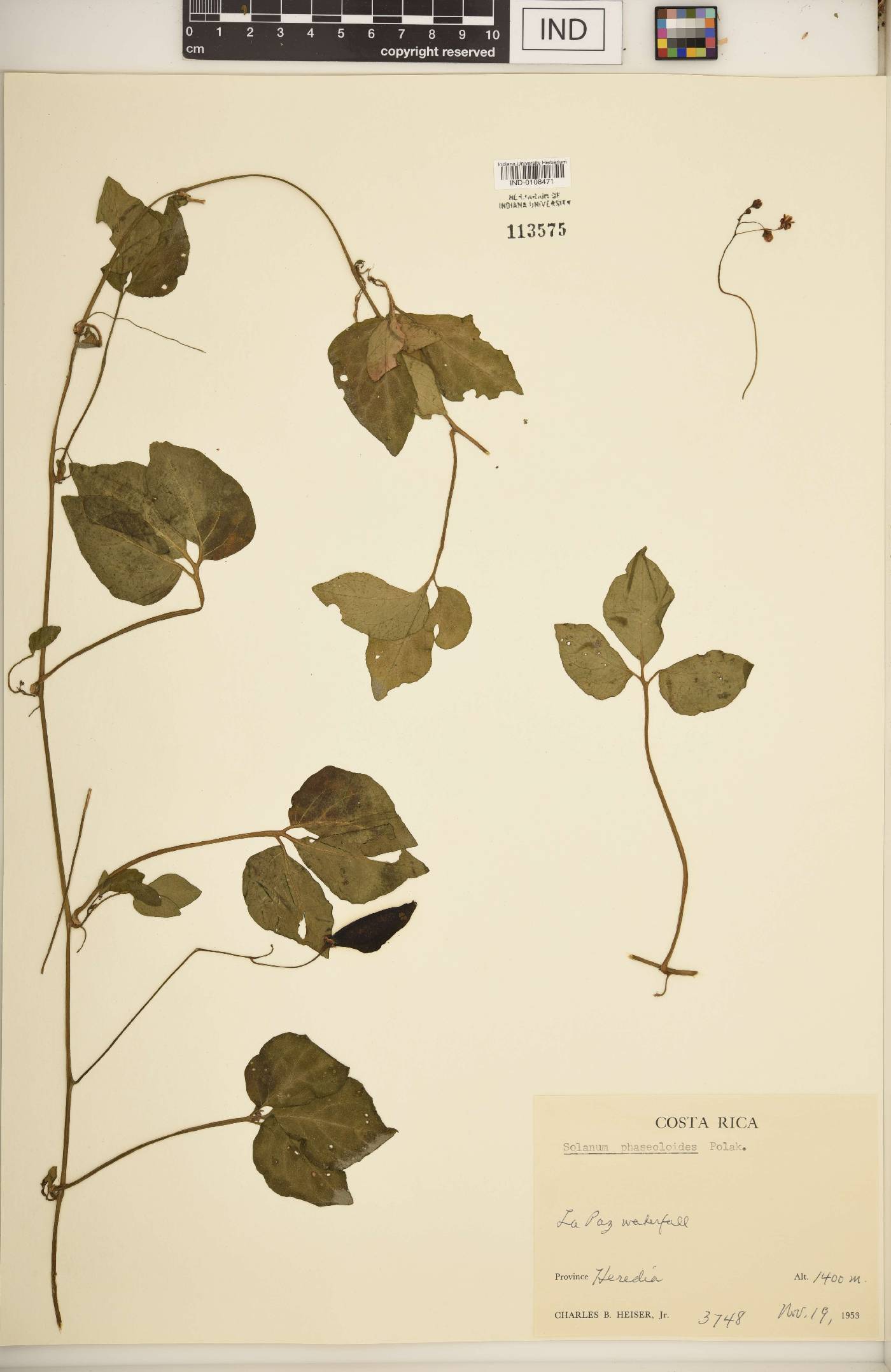 Solanum phaseoloides image