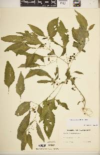 Solanum ptychanthum image