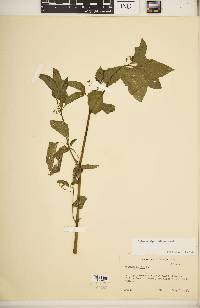 Solanum ptychanthum image