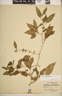 Solanum ptychanthum image