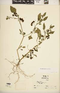 Solanum ptychanthum image