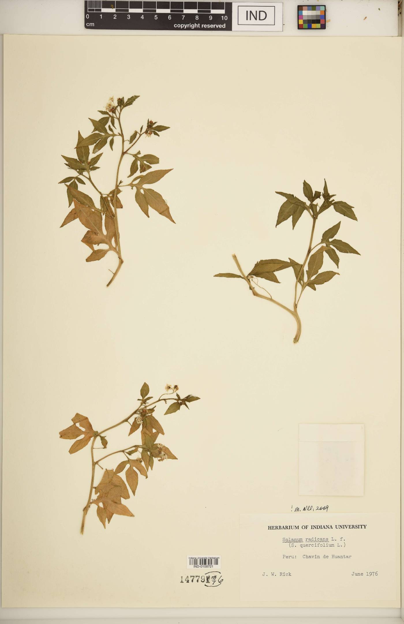 Solanum radicans image