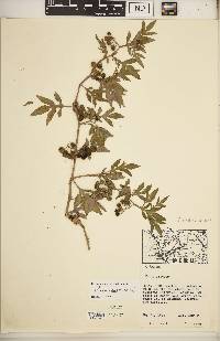 Solanum radicans image