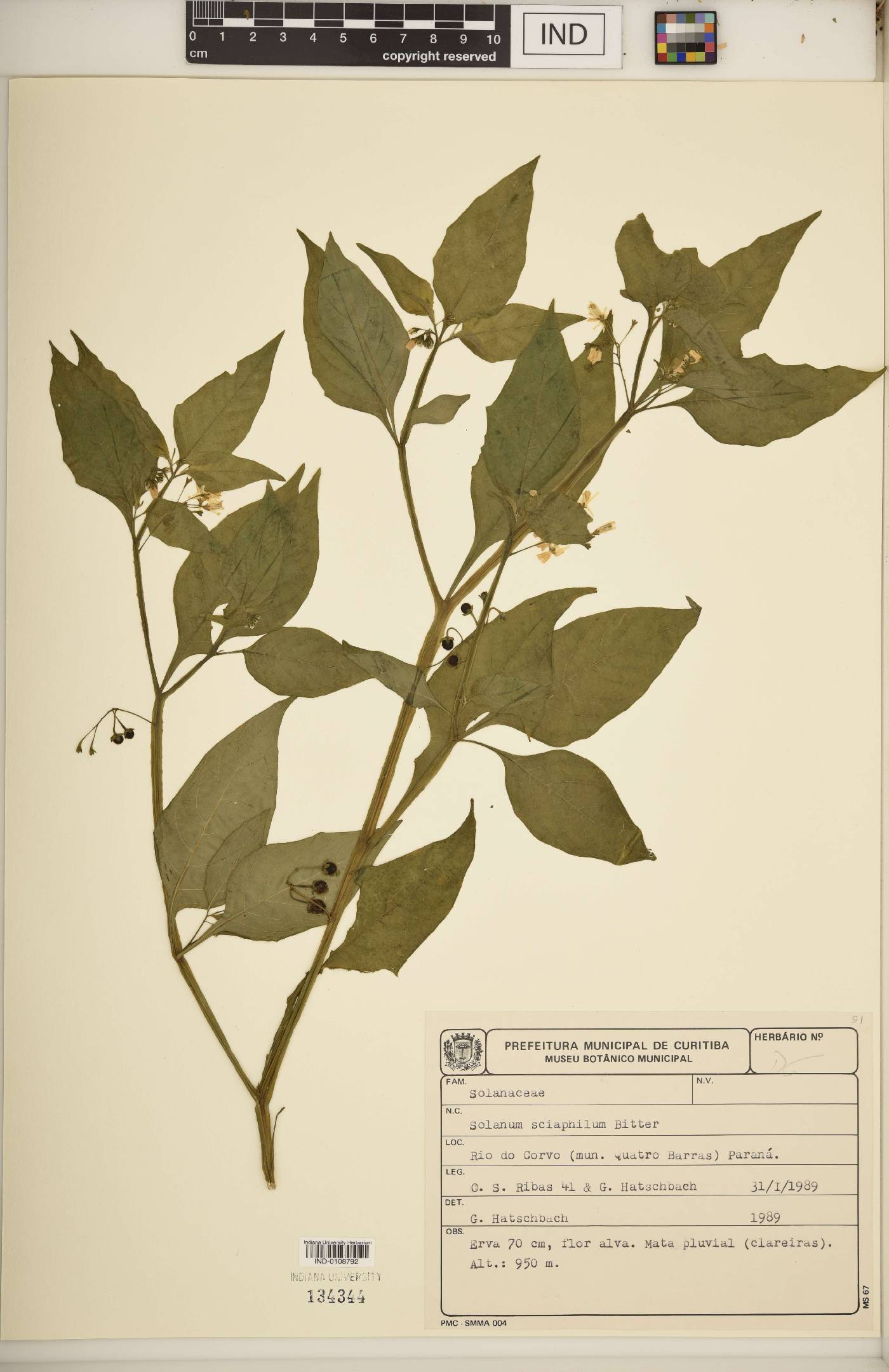 Solanum sciaphilum image