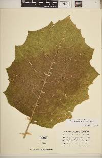 Solanum sessiliflorum var. georgicum image