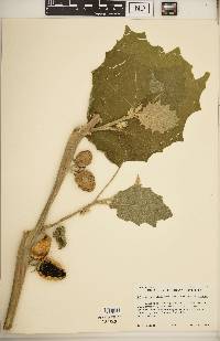 Solanum sessiliflorum var. sessiliflorum image