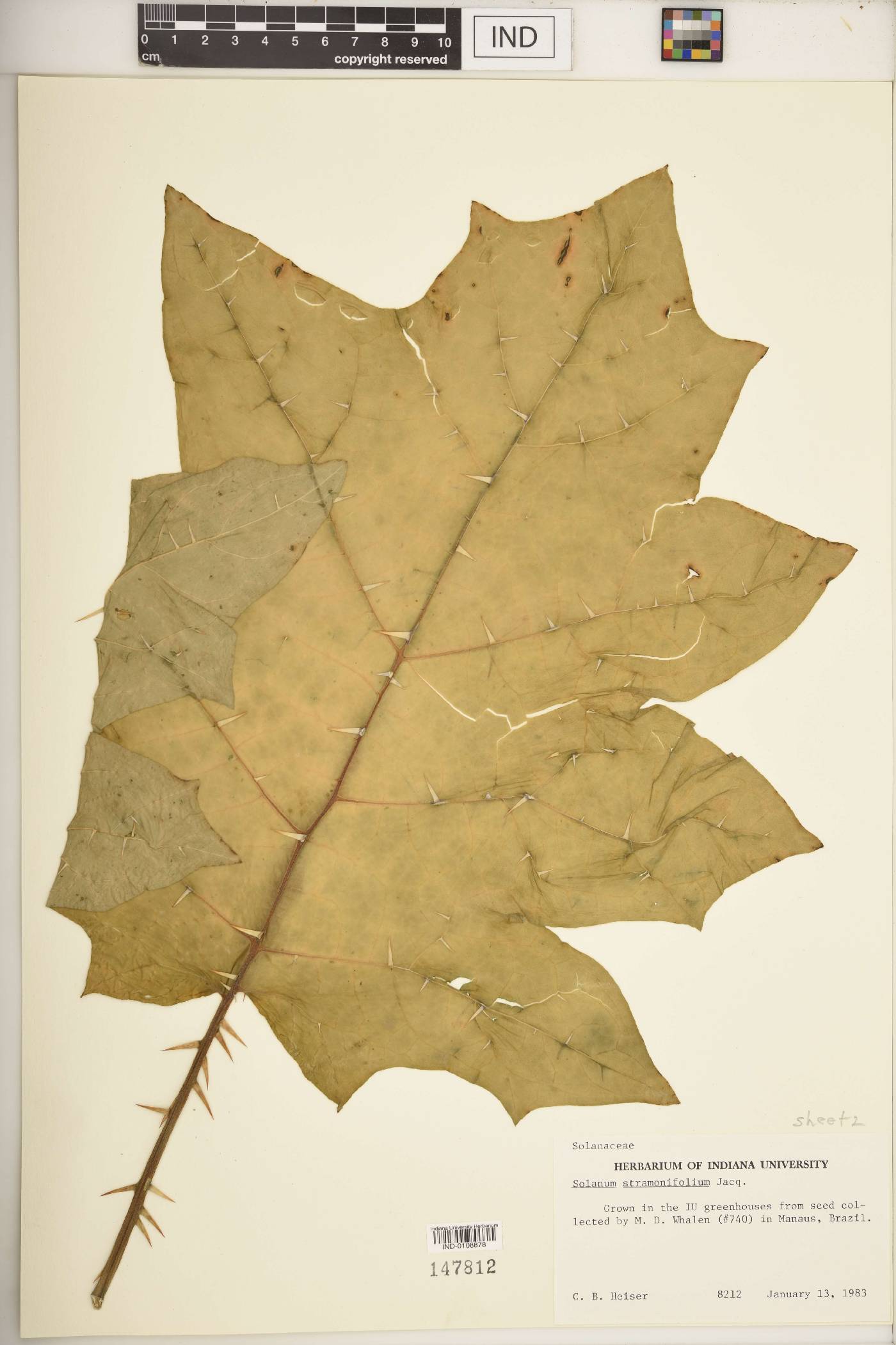 Solanum stramoniifolium image