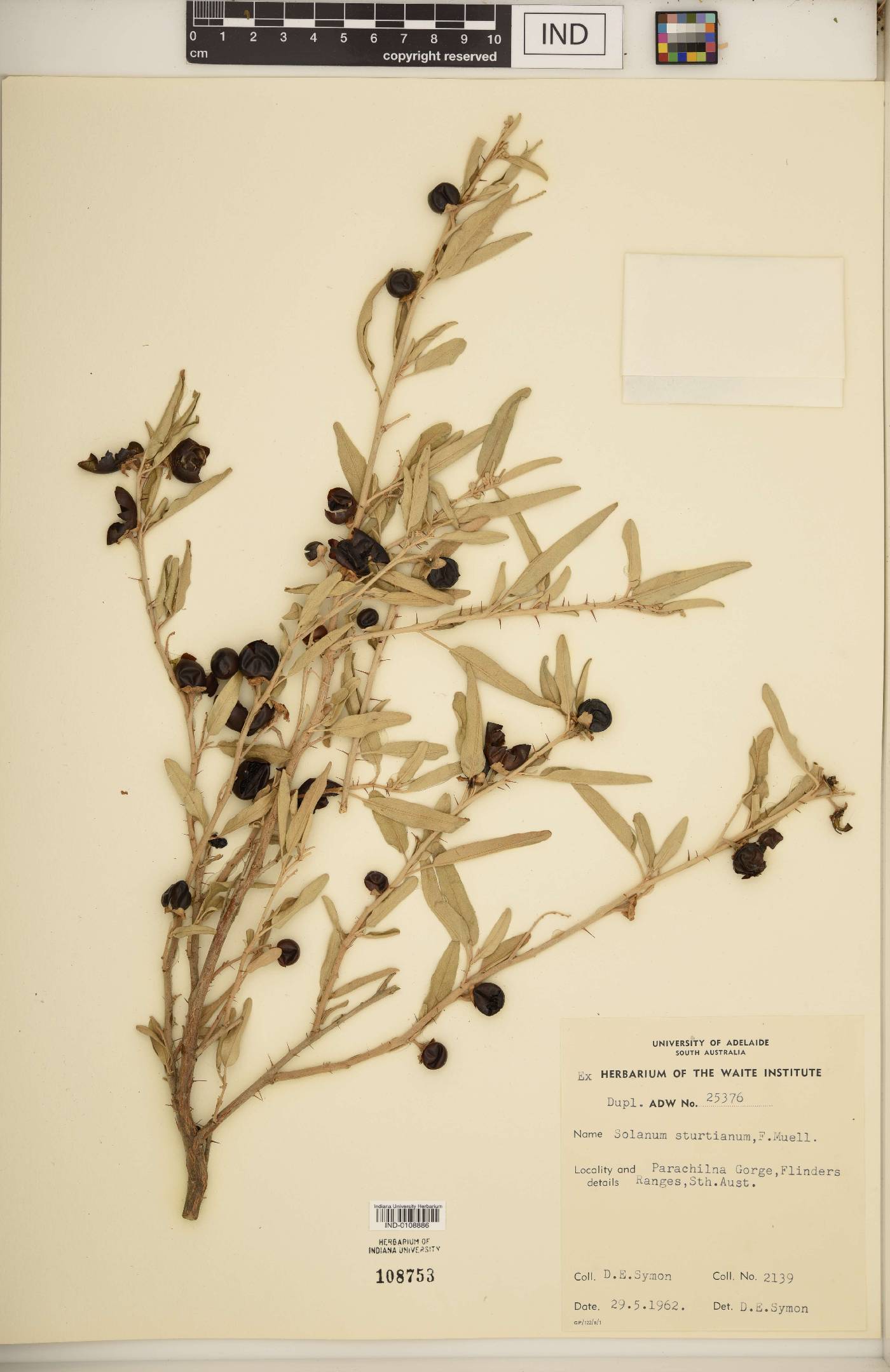 Solanum sturtianum image