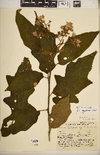 Solanum variabile image