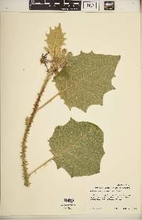 Solanum vestissimum image