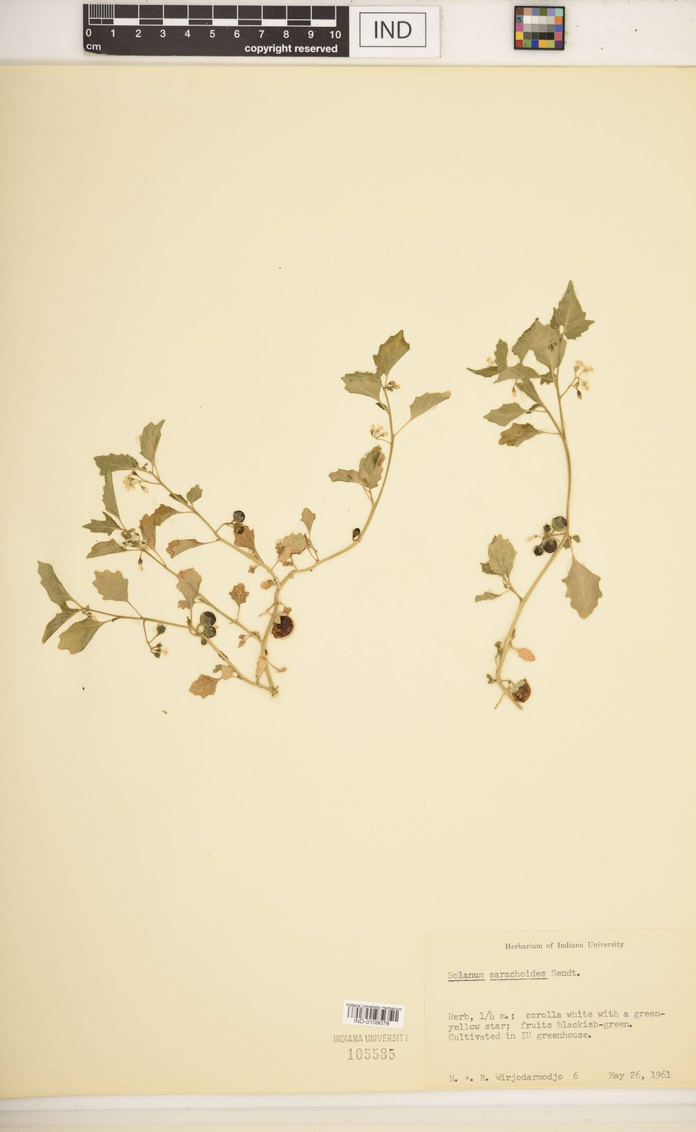 Solanum sarrachoides image