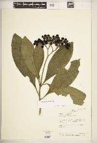 Solanum umbellatum image