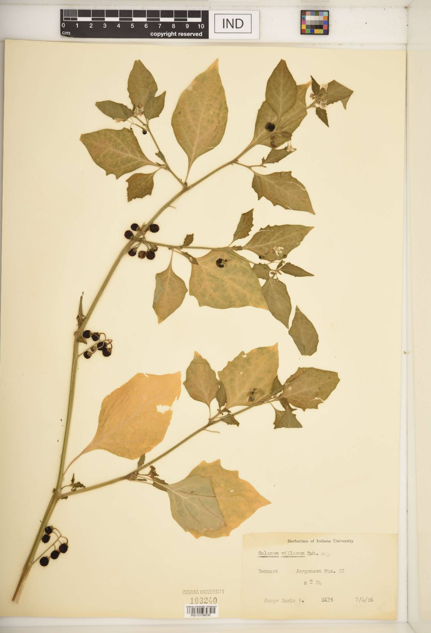 Solanum villosum image