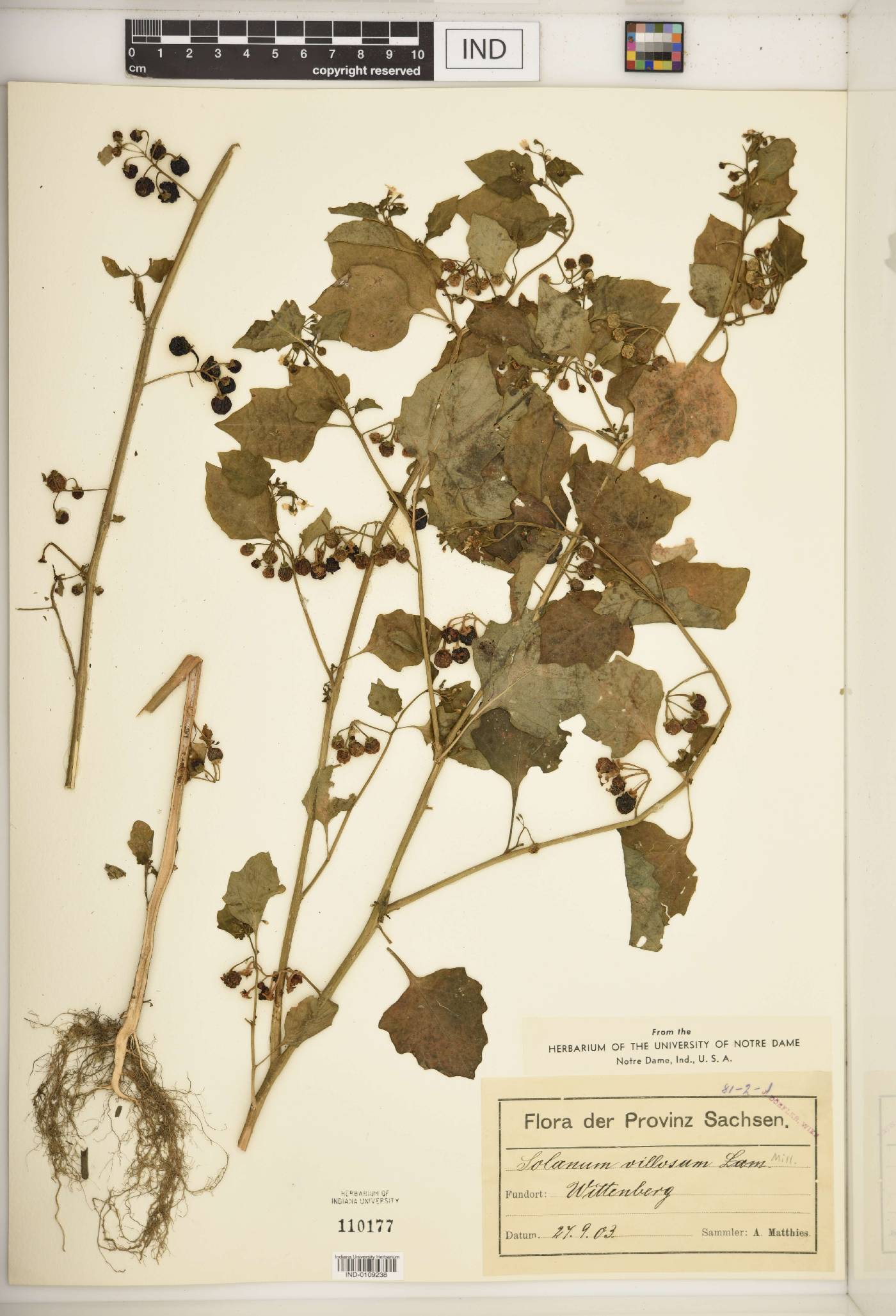 Solanum villosum image