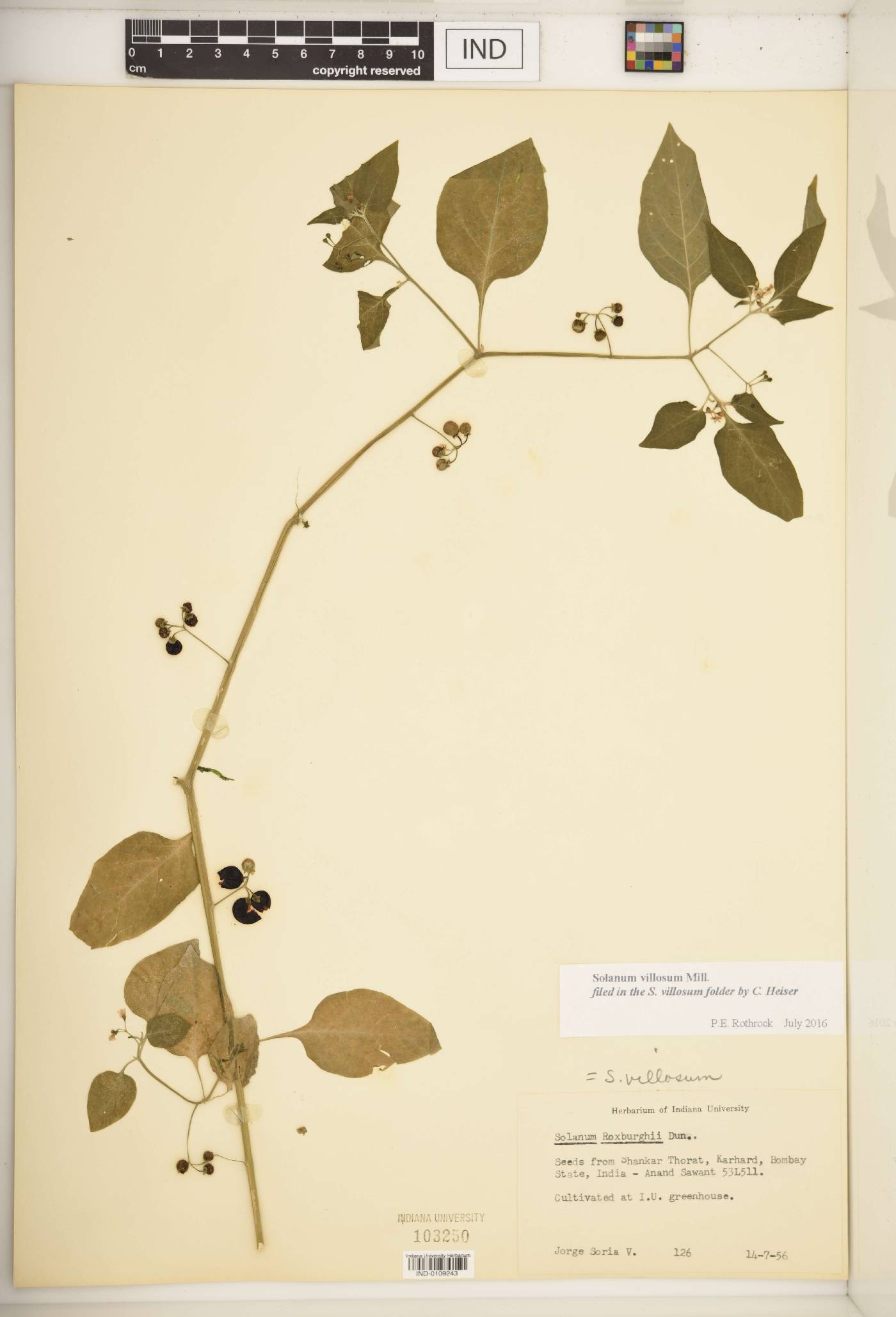 Solanum villosum image