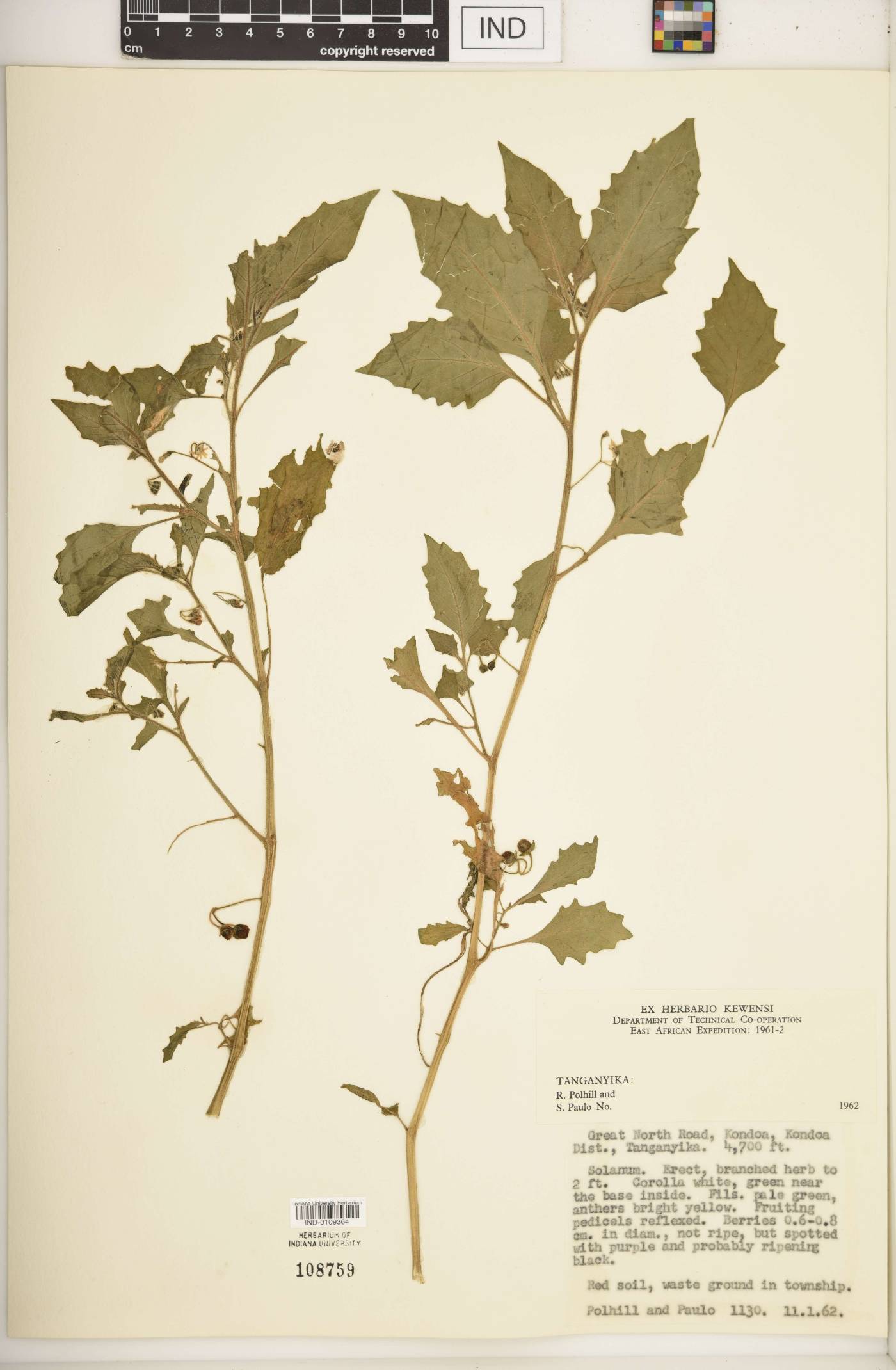 Solanum memphiticum image