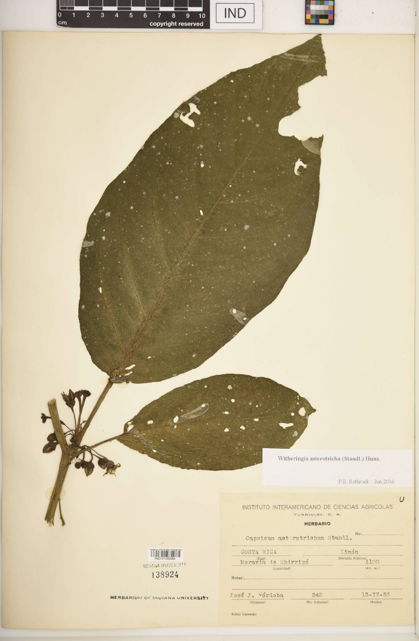 Witheringia asterotricha image
