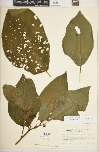 Image of Witheringia maculatum