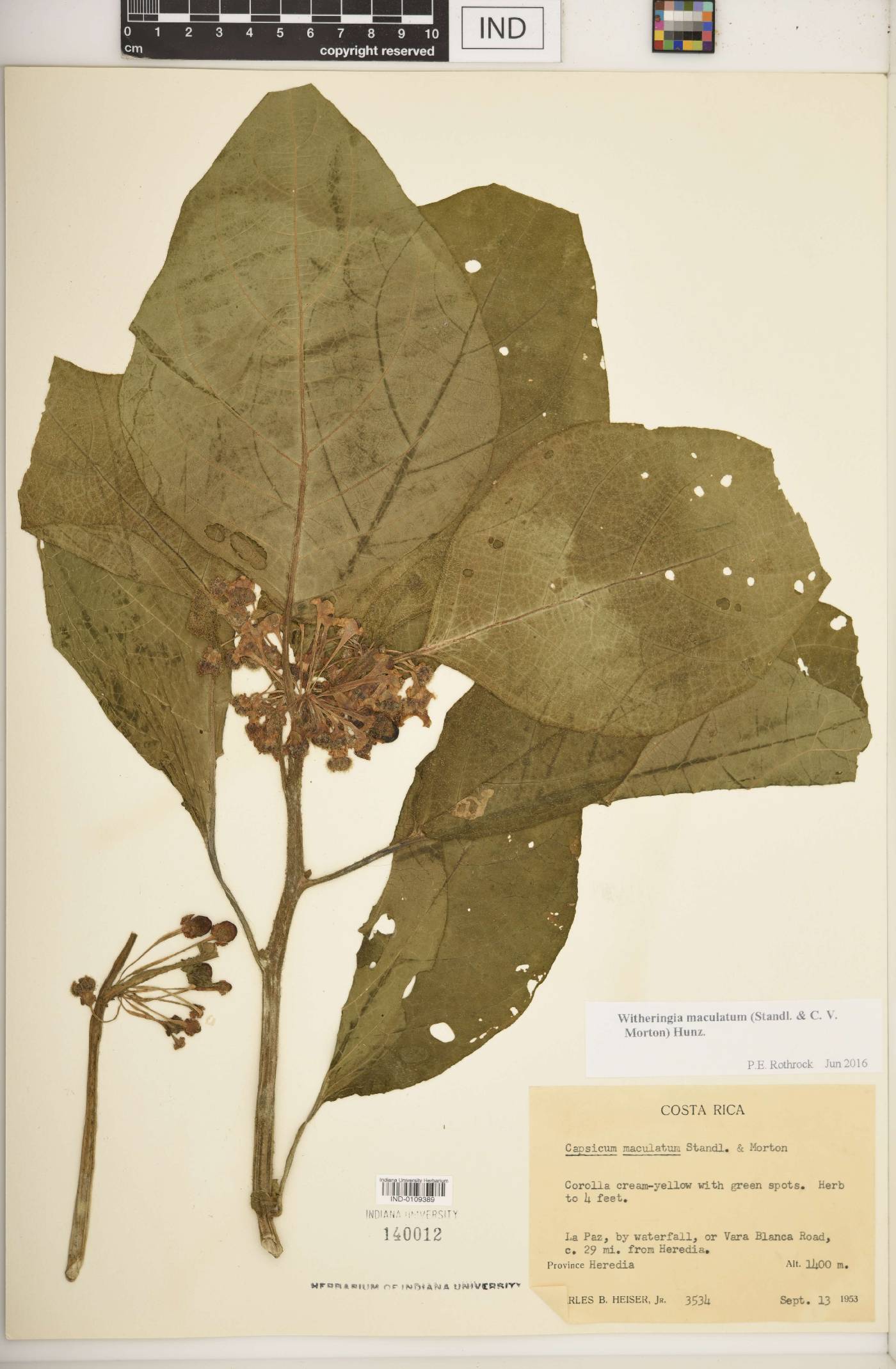 Witheringia maculatum image