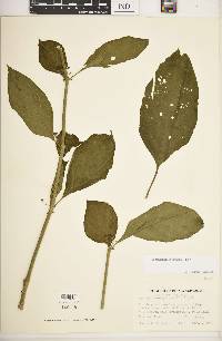 Witheringia solanacea image