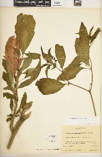 Witheringia solanacea image