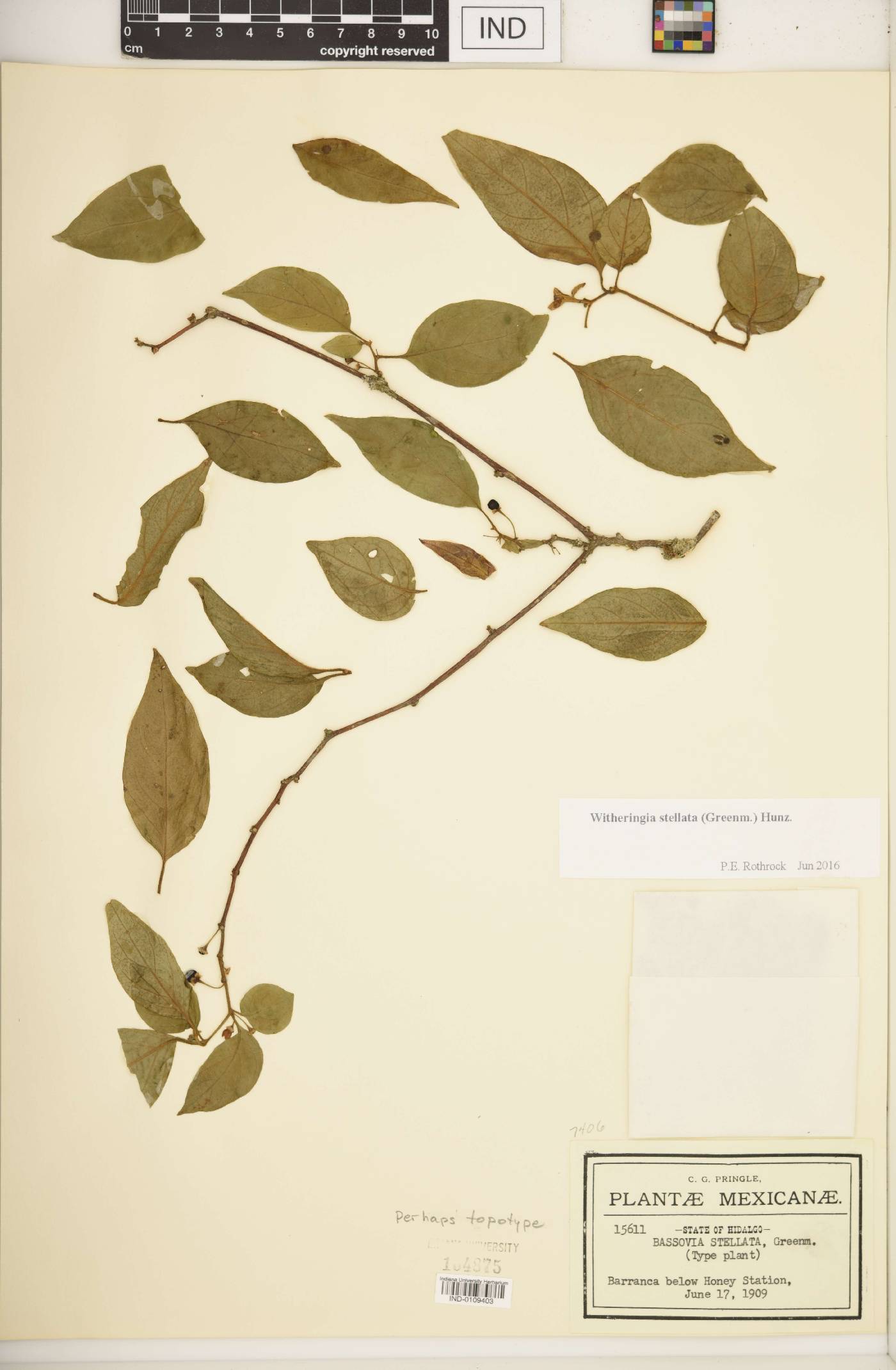 Witheringia stellata image