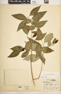 Forestiera acuminata image