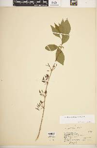 Forestiera acuminata image