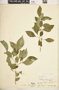 Forestiera acuminata image