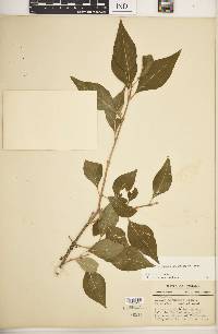 Forestiera acuminata image