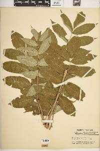 Fraxinus nigra image