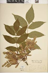 Fraxinus nigra image