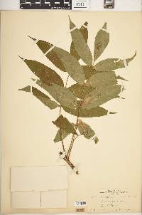 Fraxinus nigra image