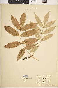 Fraxinus nigra image