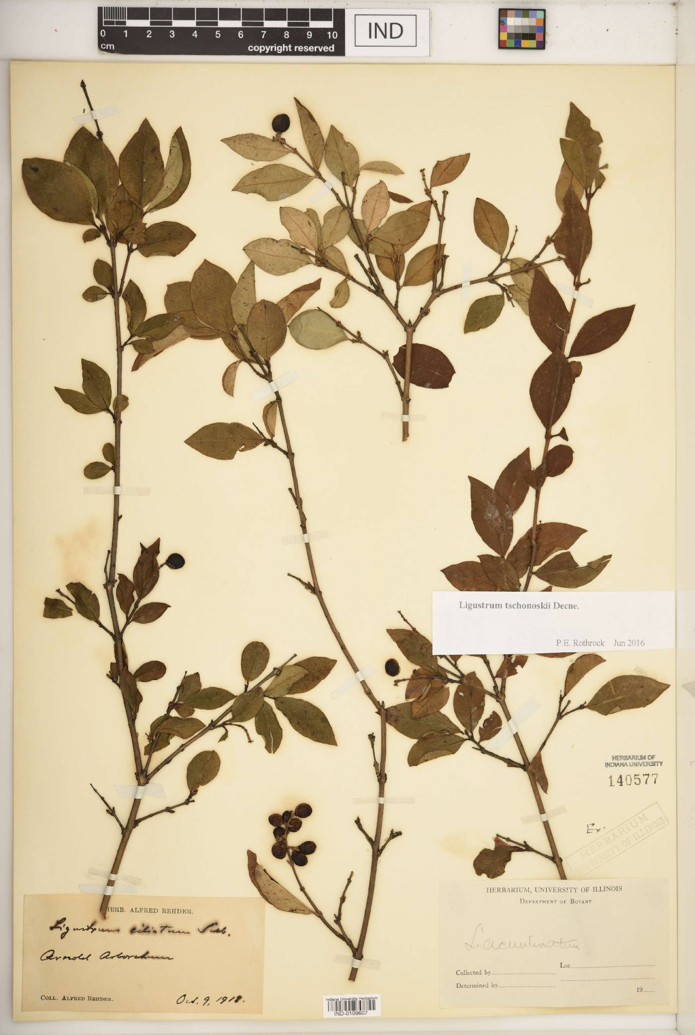 Ligustrum tschonoskii image