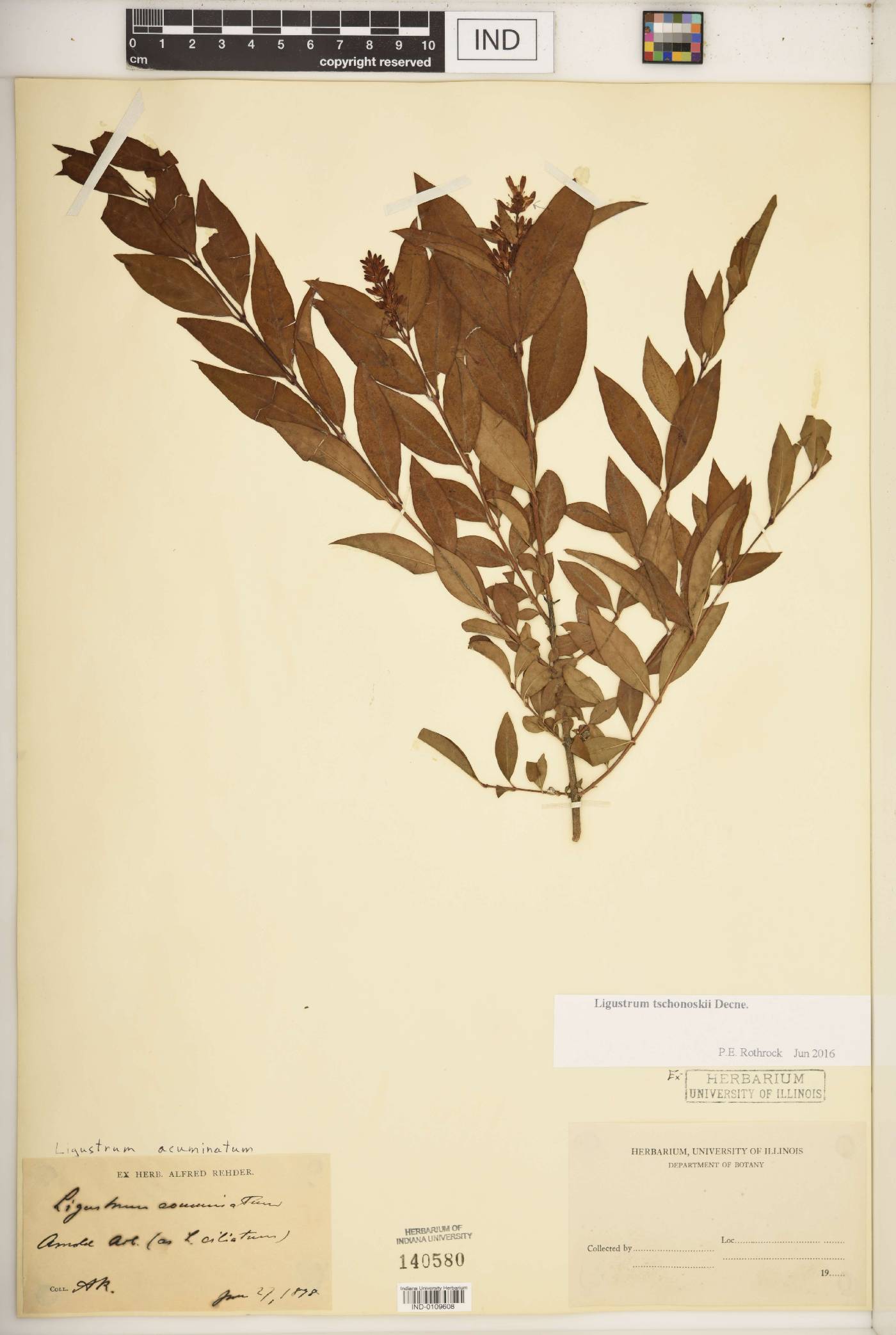 Ligustrum tschonoskii image