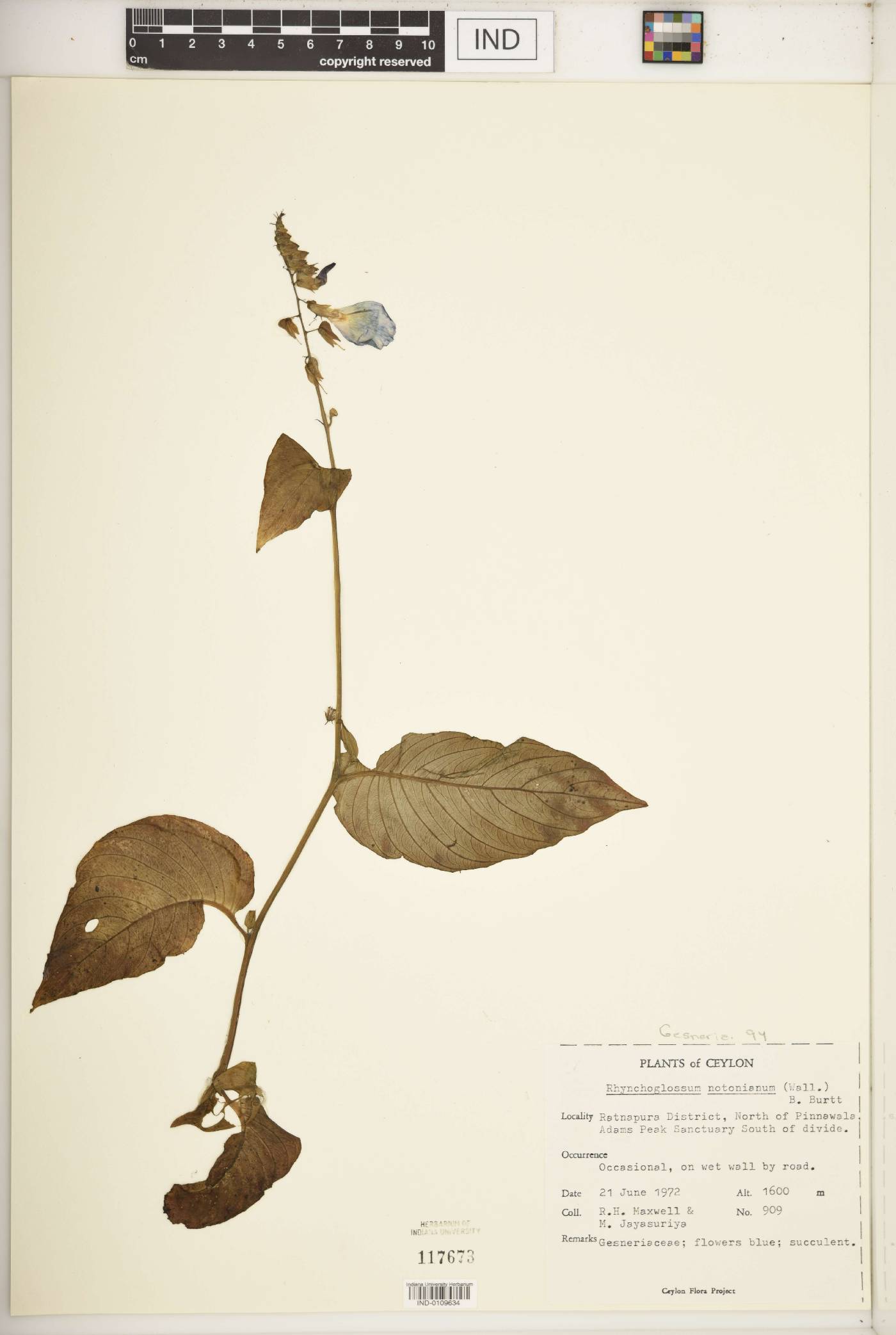 Rhynchoglossum notonianum image