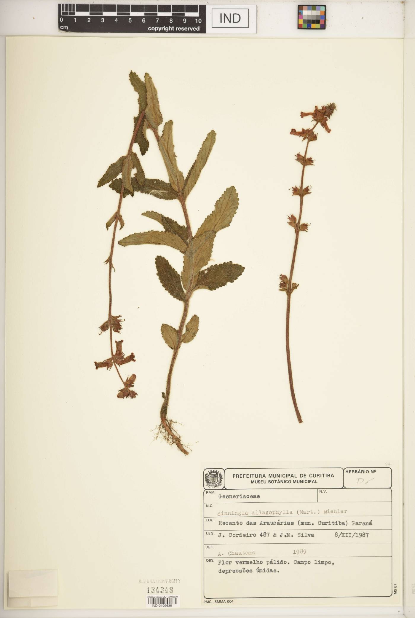 Sinningia allagophylla image